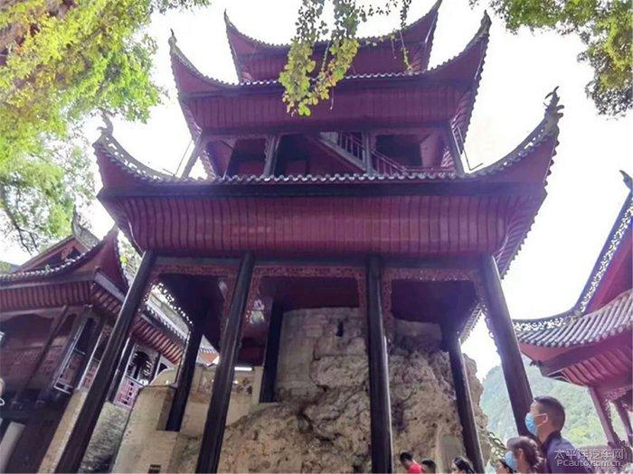 雨后盛放